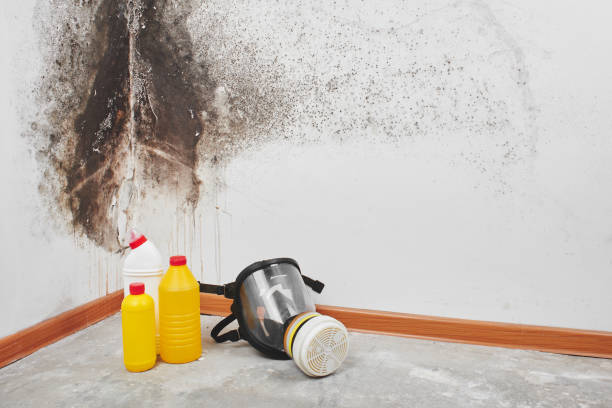 Reliable Jacksonville, TX Mold Removal Solutions