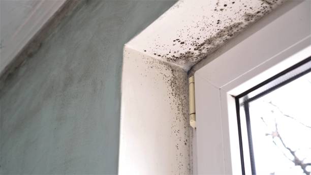 Best Mold Testing  in Jacksonville, TX