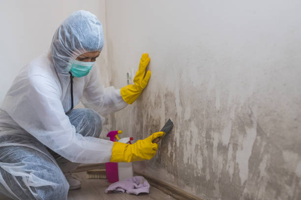 Best Commercial Mold Removal  in Jacksonville, TX