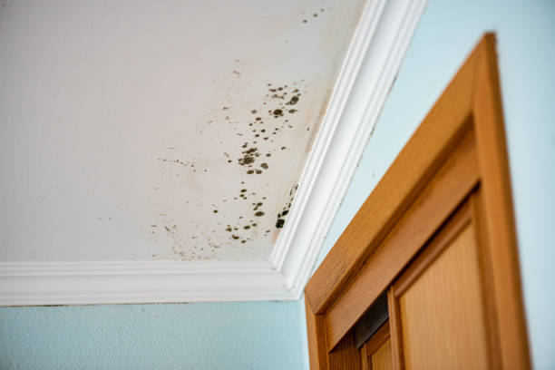 Best Residential Mold Removal  in Jacksonville, TX