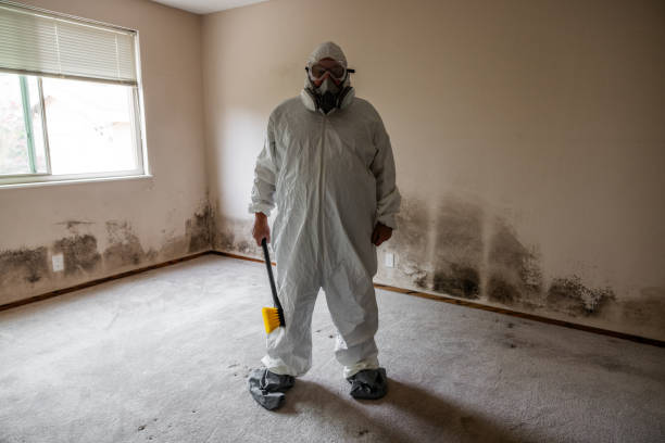Professional Mold Removal in Jacksonville, TX