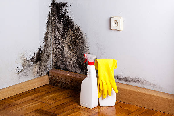 Best Local Mold Removal Service  in Jacksonville, TX