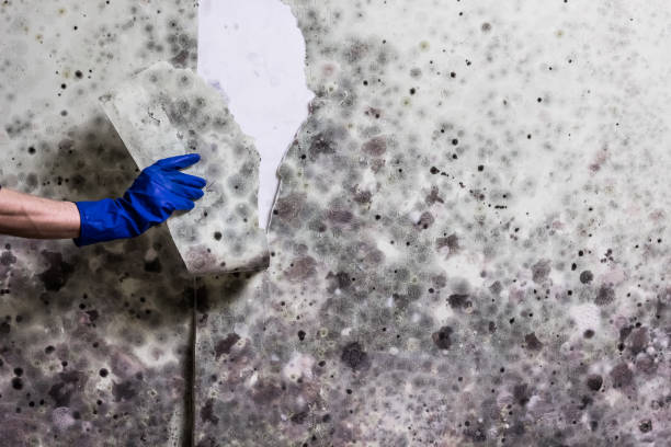 Best Attic Mold Removal  in Jacksonville, TX